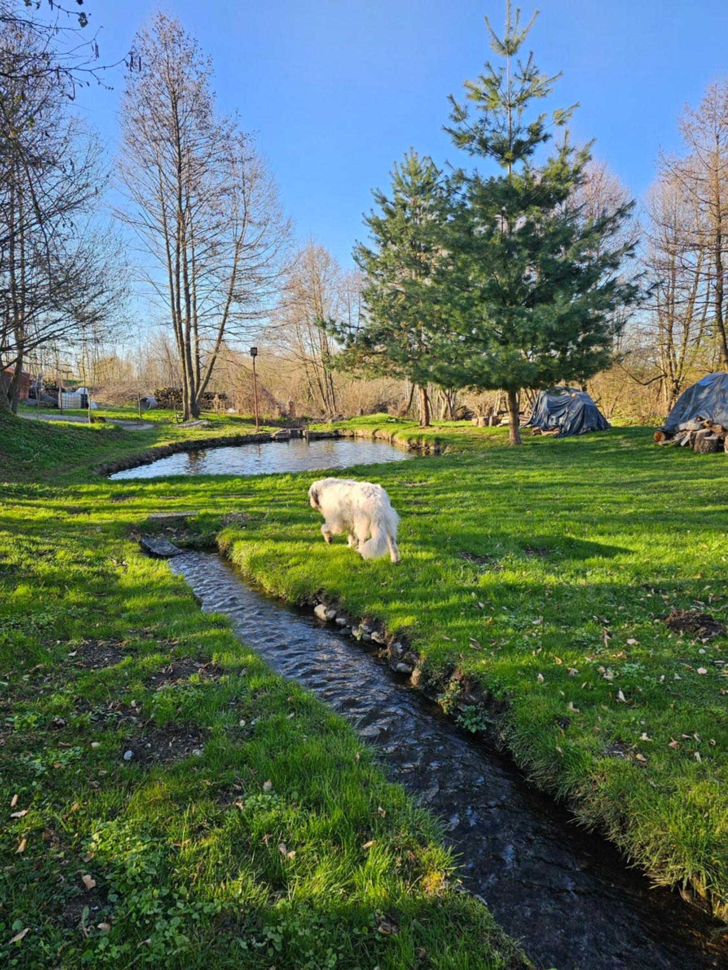 Casa De Vacanta Marin Arpasu de Sus Bagian luar foto